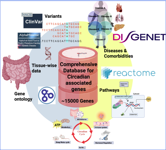 Circadian Network Abstract