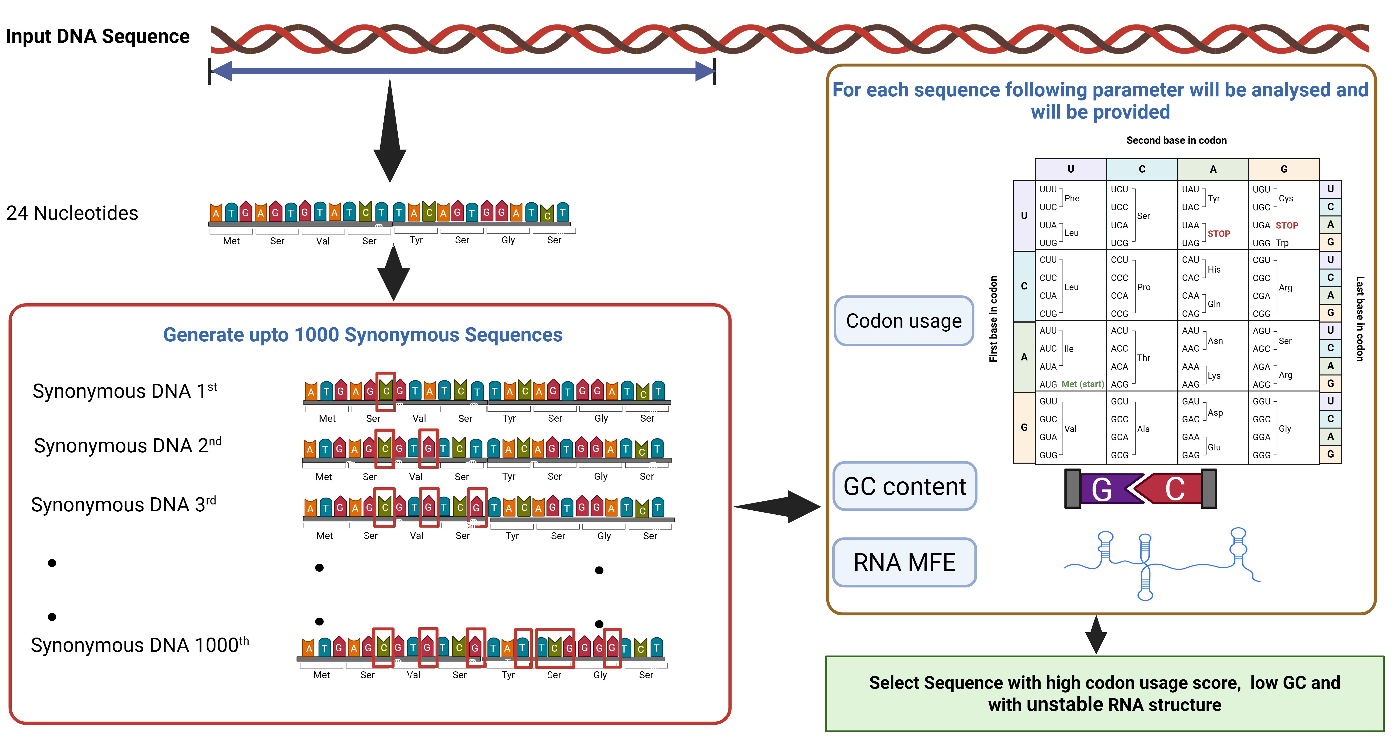 mRNA Structure