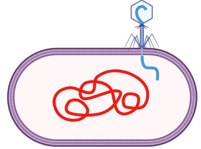 Button 4