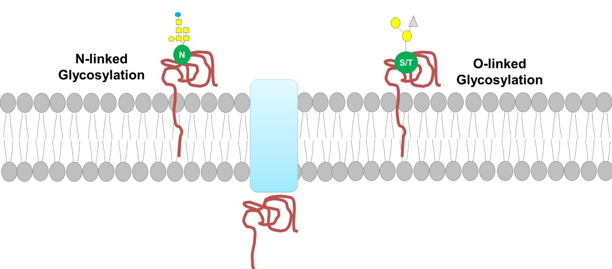 Glycosilation